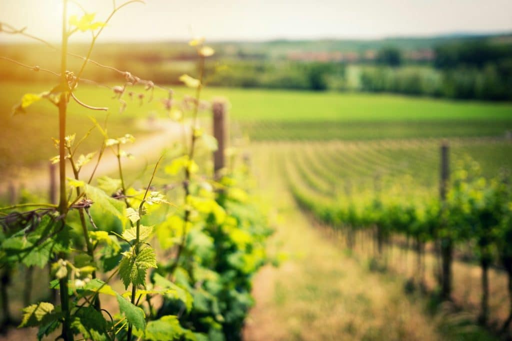 Vinoplevelser i Danmark